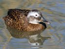 Laysan Duck (WWT Slimbridge April 2013) - pic by Nigel Key